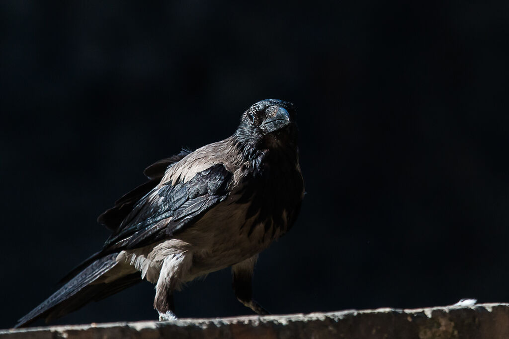 Hooded Crow