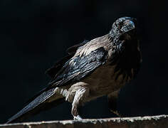 Hooded Crow