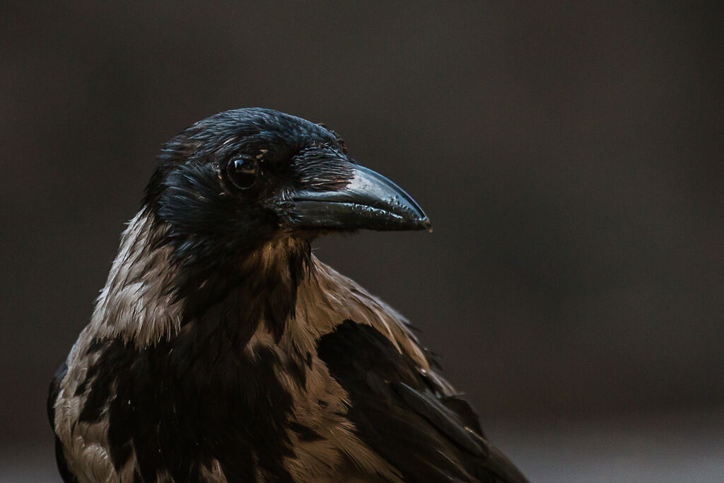 Hooded Crow