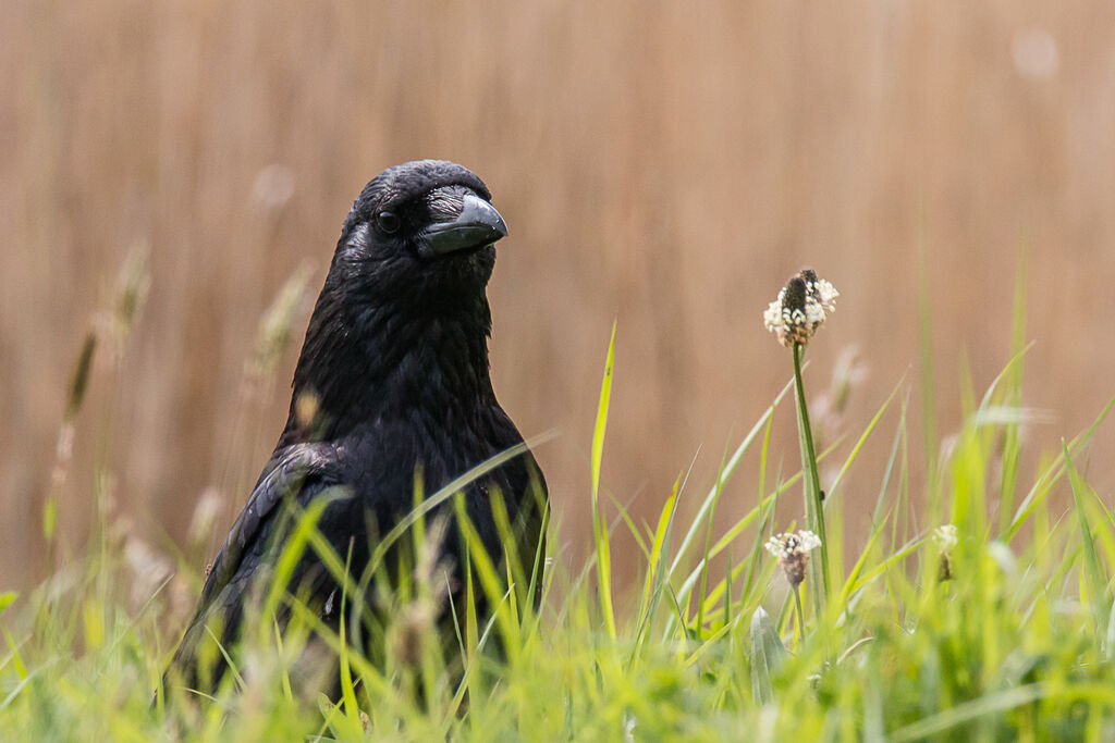 Carrion Crow