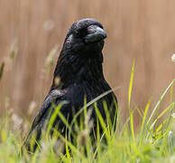 Carrion Crow