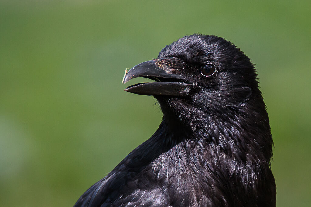 Carrion Crow