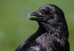 Carrion Crow