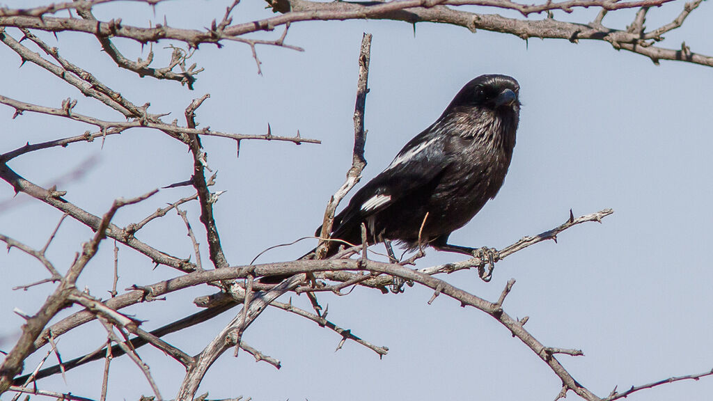 Magpie Shrike