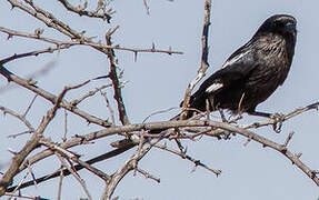 Magpie Shrike