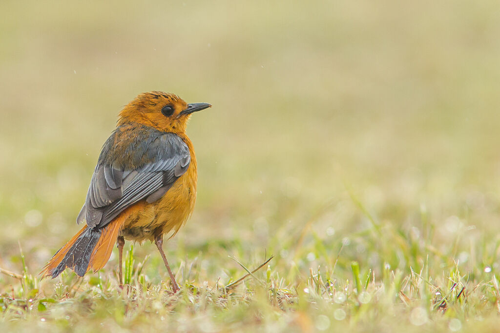 Red-capped Robin-Chat