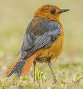 Red-capped Robin-Chat