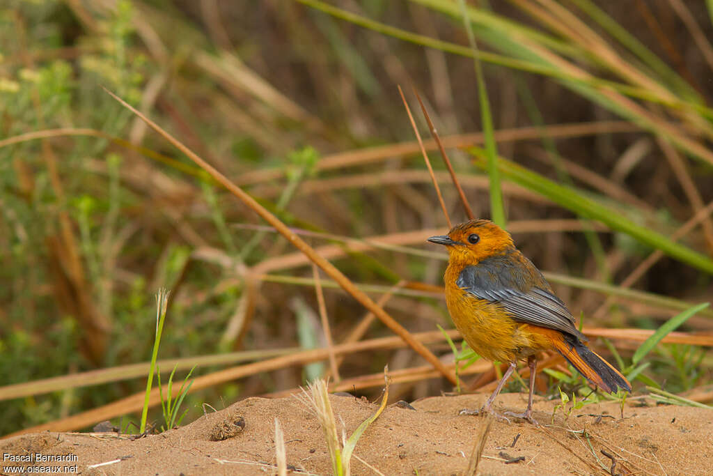 Red-capped Robin-Chatadult, identification