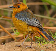 Red-capped Robin-Chat