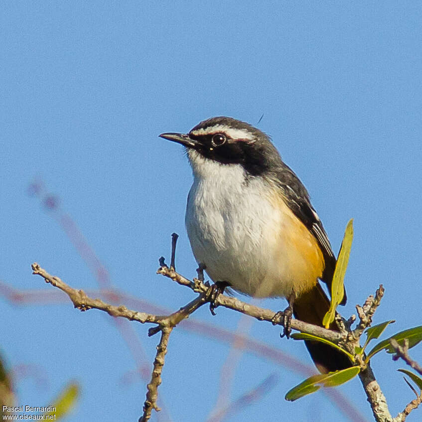 White-throated Robin-Chatadult