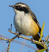 White-throated Robin-Chat