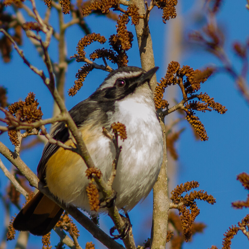 White-throated Robin-Chat