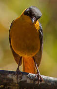 Chorister Robin-Chat