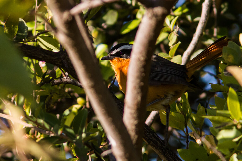 Rüppell's Robin-Chat