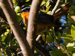 Rüppell's Robin-Chat