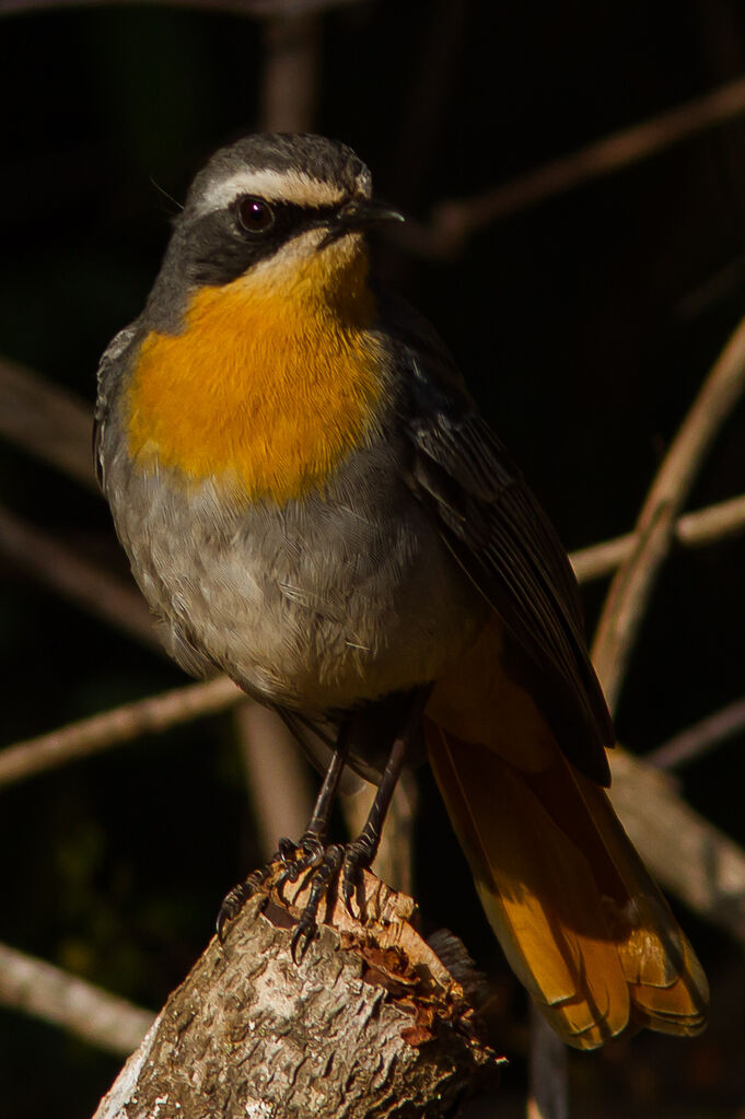 Cape Robin-Chat