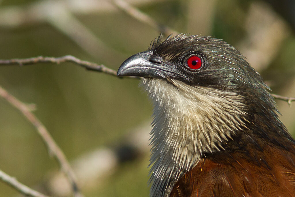 Coucal de Burchell