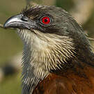 Coucal de Burchell