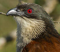 Burchell's Coucal