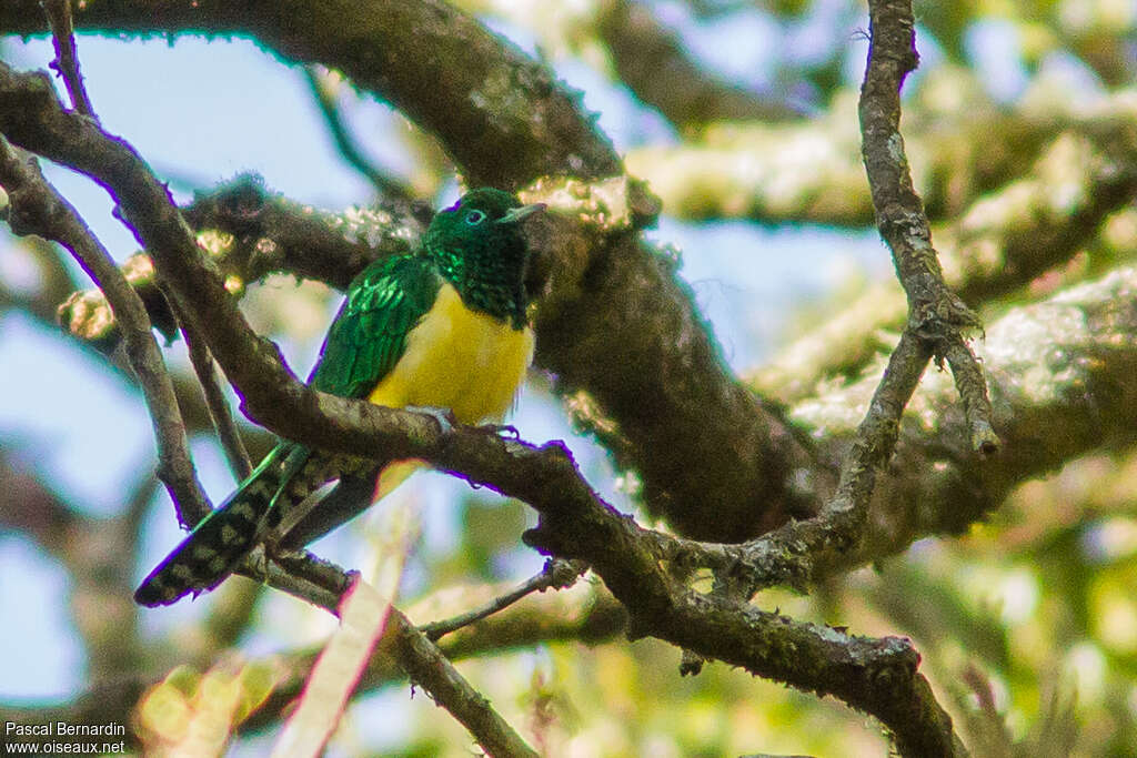 African Emerald Cuckoo male adult, identification