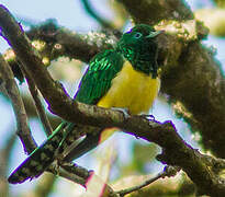 African Emerald Cuckoo