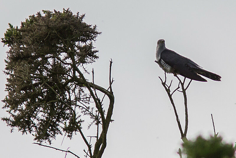 Common Cuckoo