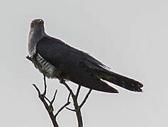 Common Cuckoo