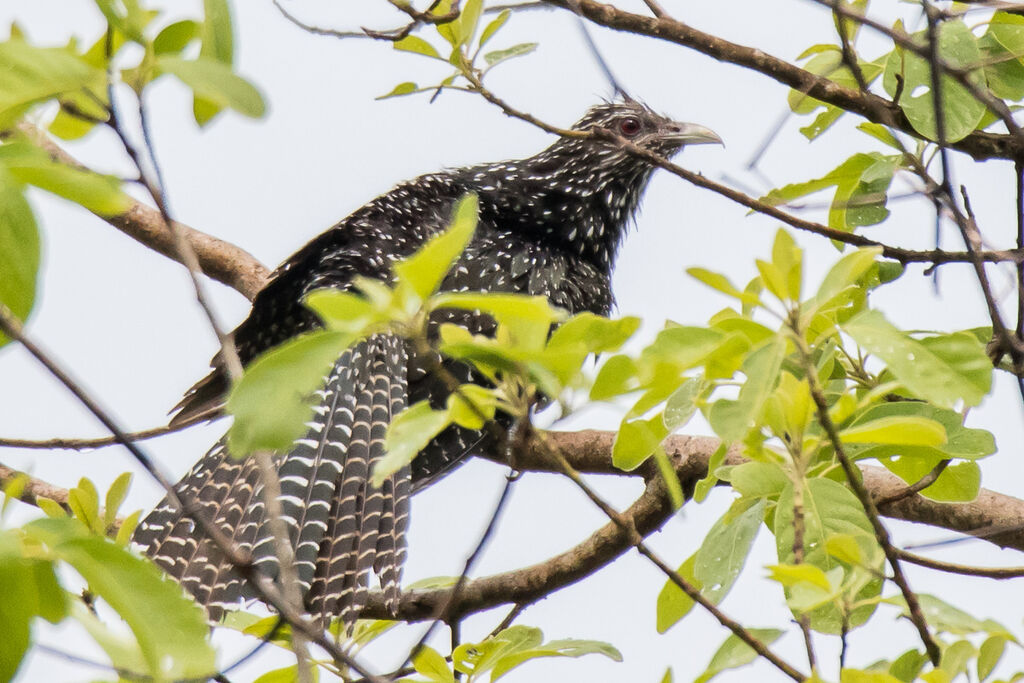 Asian Koel, identification, close-up portrait