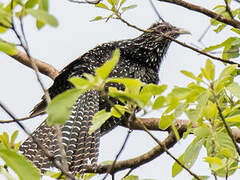 Asian Koel