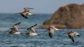 Eurasian Curlew