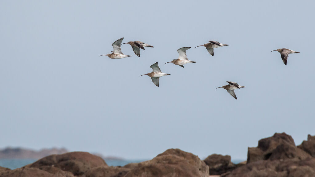 Eurasian Curlew