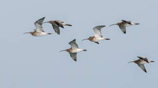 Eurasian Curlew