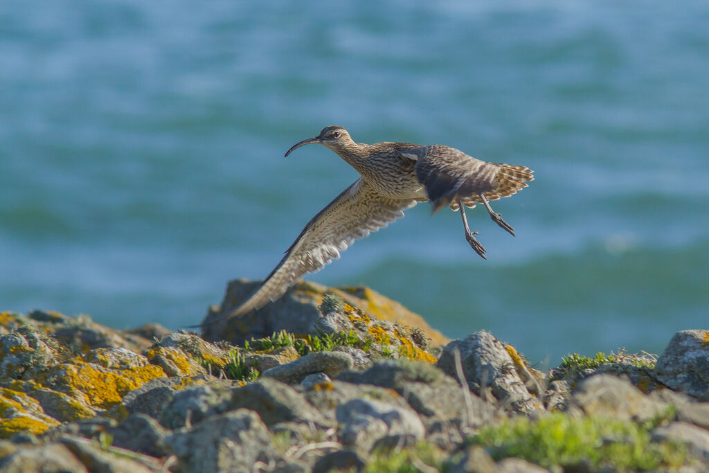 Eurasian Whimbrel