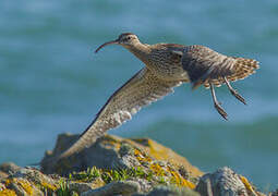 Eurasian Whimbrel