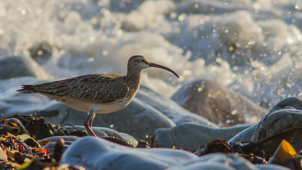 Eurasian Whimbrel