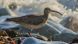 Eurasian Whimbrel