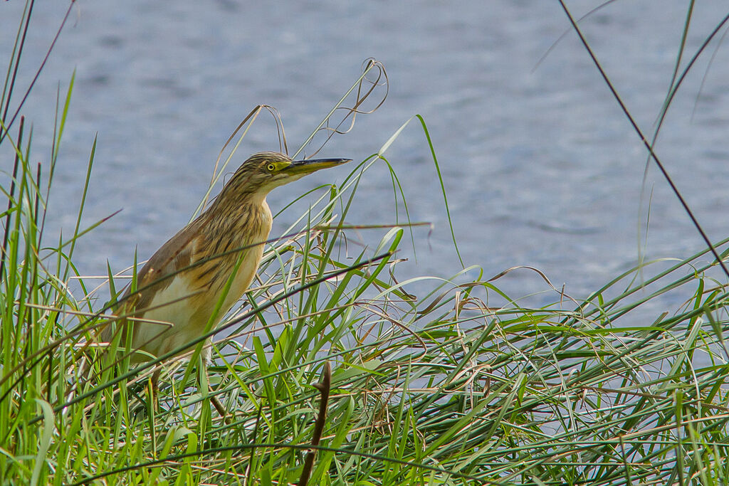 Squacco Heron