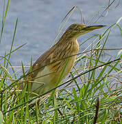 Squacco Heron