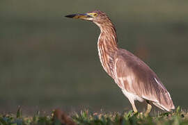 Chinese Pond Heron