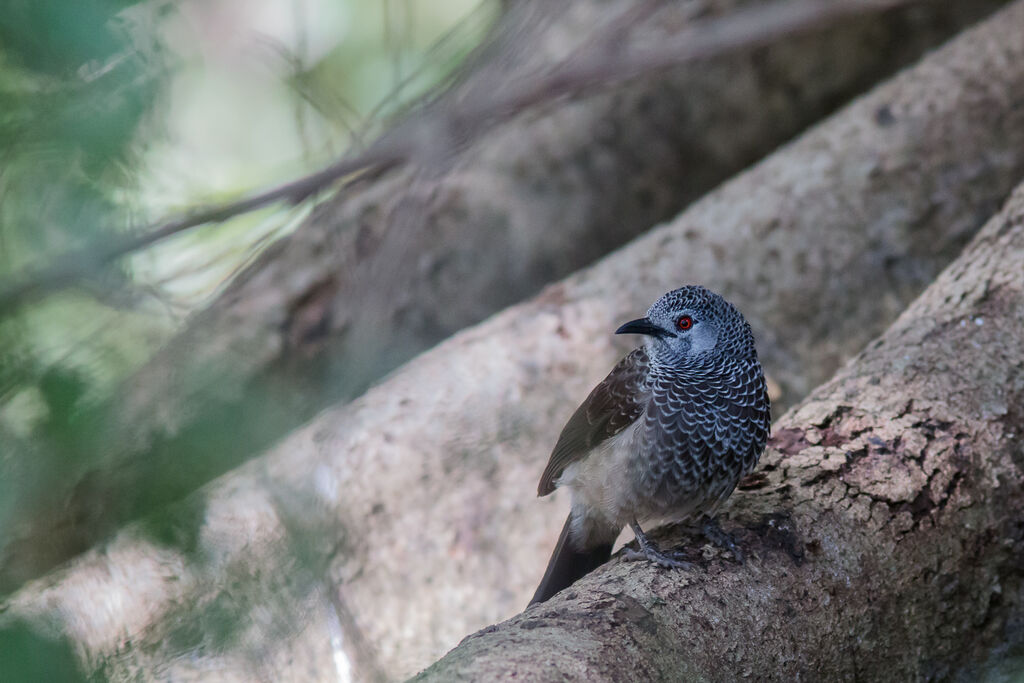 White-rumped Babbler