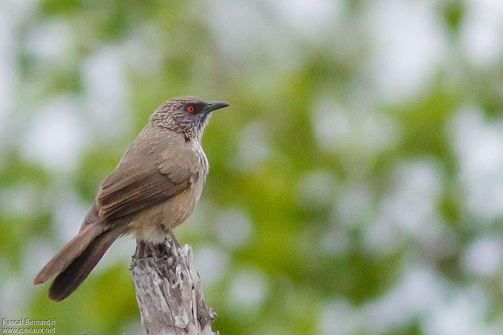 Arrow-marked Babbleradult