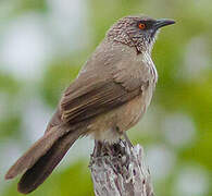 Arrow-marked Babbler