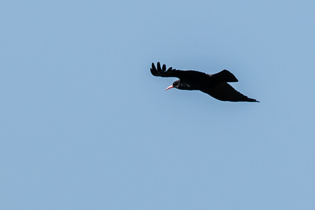 Red-billed Chough