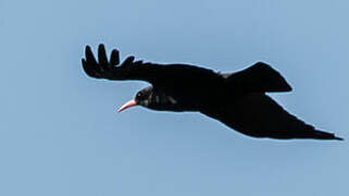 Red-billed Chough