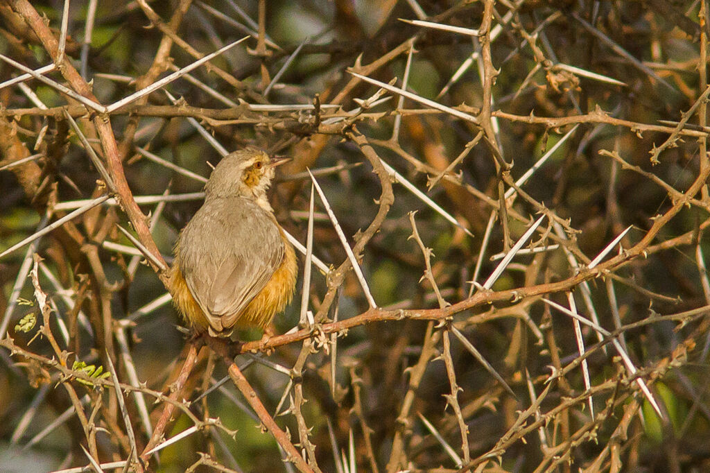 Long-billed Crombec