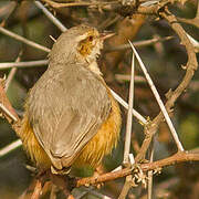 Long-billed Crombec