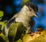 Black-backed Puffback