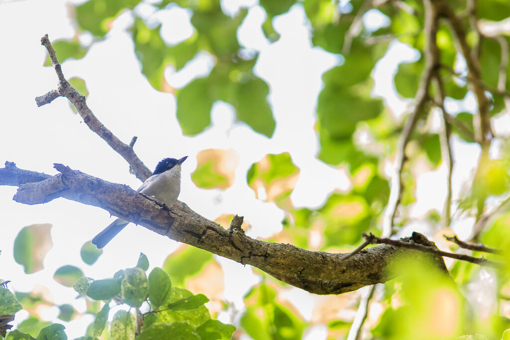 Northern Puffback