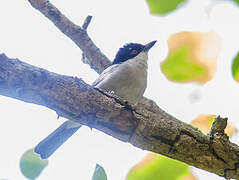 Northern Puffback