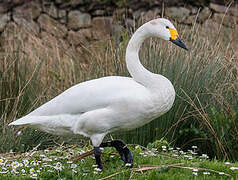 Tundra Swan